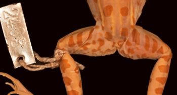 Media type: image;   Herpetology A-2403